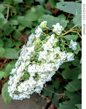 白いカシワバアジサイ 132135232