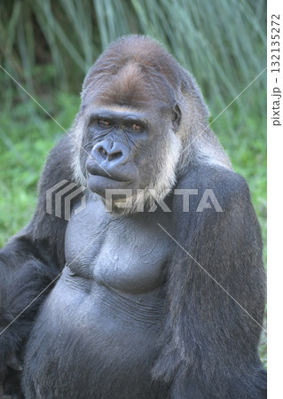 退屈そうな目をして唇をかみしめるゴリラ 退屈そうな目をして唇をかみしめるゴリラ 132135272