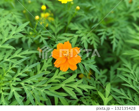 キバナコスモス 132135428