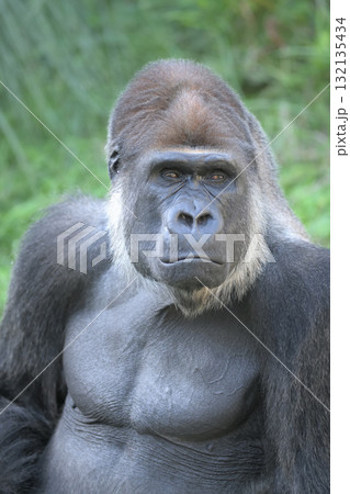 目を細めて遠くを見ようとするゴリラ 目を細めて遠くを見ようとするゴリラ 132135434