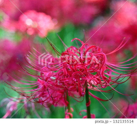 白い彼岸花にとまる蝶 132135514