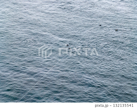 Aerial view of common dolphins feeding above huge dragnet in Donegal Bay, Ireland Aerial view of common dolphins feeding above huge dragnet in Donegal Bay, Ireland 132135541
