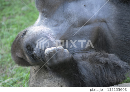 秋空の下で寝転んで目を閉じるゴリラ 132135608