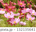 ピンクと赤のコスモス 132135641