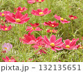 赤いコスモス 132135651