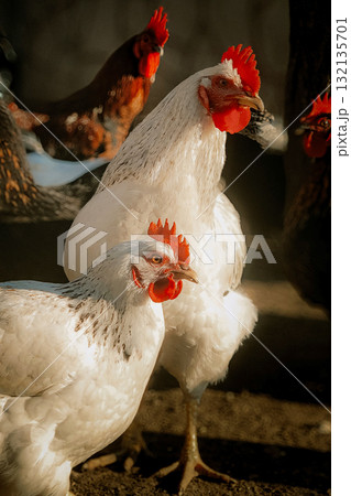 White chicken close-up in natural light 132135701