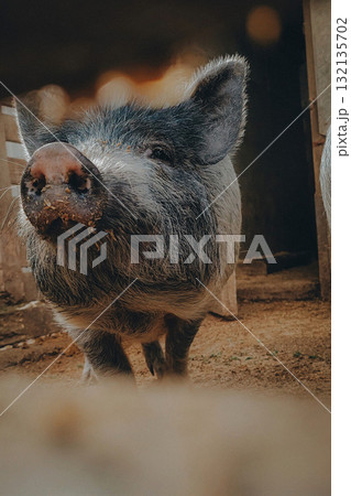 Small pig standing on straw indoors 132135702
