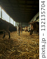 Group of goats in barn with straw 132135704