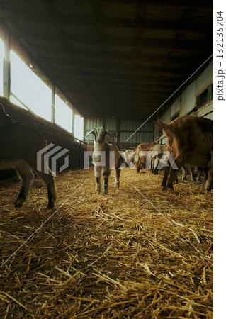 Group of goats in barn with straw 132135704
