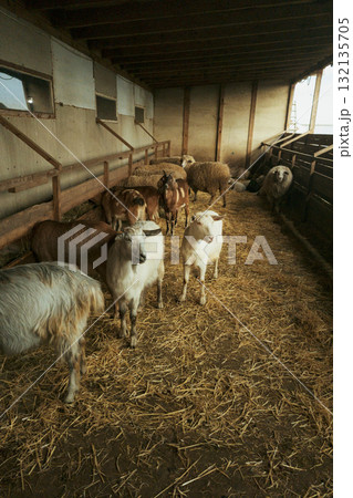 Goats in barn interior with warm light 132135705