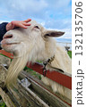 Goat looking over wooden fence 132135706