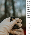 Ecologist holding small rescued bat in glove 132135707