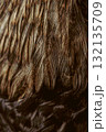 Close-up of bird feathers texture chicken 132135709