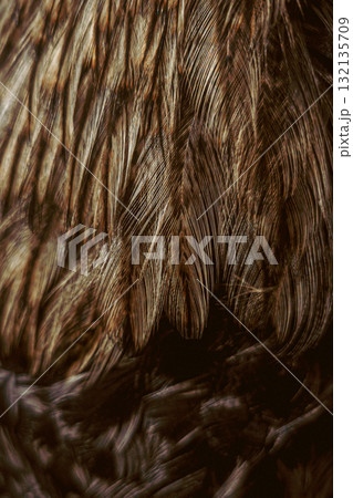 Close-up of bird feathers texture chicken 132135709