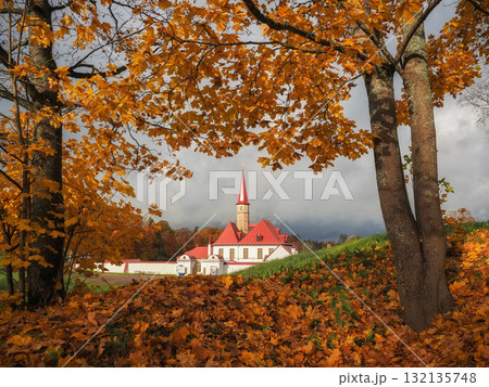 Golden maples fall in autumn. in Gatchina Priory park 132135748