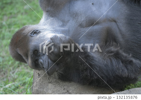 横になると形相が変わって見えるゴリラ 132135876