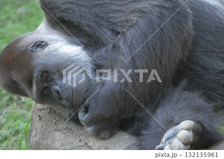 あごの下を触るのが癖のゴリラ あごの下を触るのが癖のゴリラ 132135961