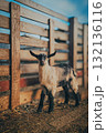Baby goat near wooden fence in sunlight 132136116