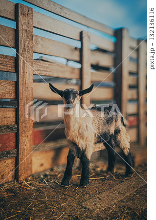 Baby goat near wooden fence in sunlight 132136116