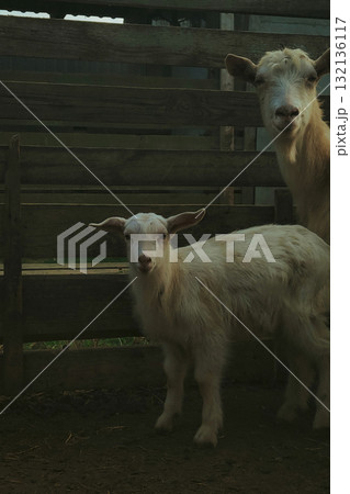 Baby goat standing near wooden fence 132136117