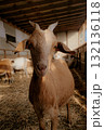 Brown goat standing in barn doorway 132136118