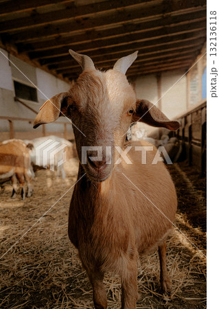 Brown goat standing in barn doorway Brown goat standing in barn doorway 132136118