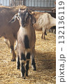 Brown goat standing inside a barn 132136119