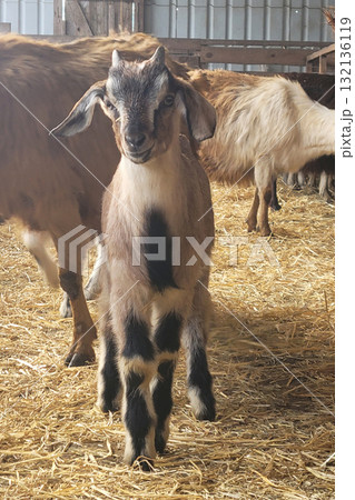 Brown goat standing inside a barn 132136119