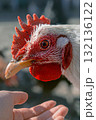 Chicken and human hand on farm 132136122