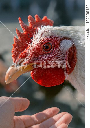 Chicken and human hand on farm 132136122