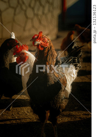 Chickens in sunlight on a farm Chickens in sunlight on a farm 132136123