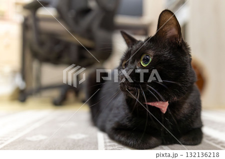 黒猫 132136218