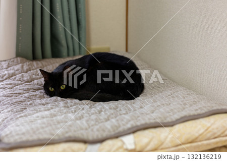 黒猫 黒猫 132136219