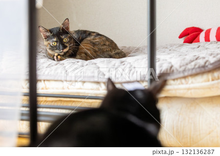 サビ猫と黒猫 132136287