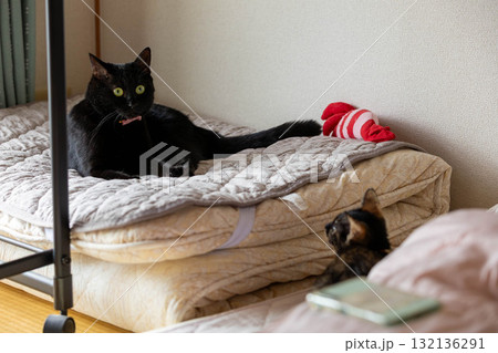 サビ猫と黒猫 132136291