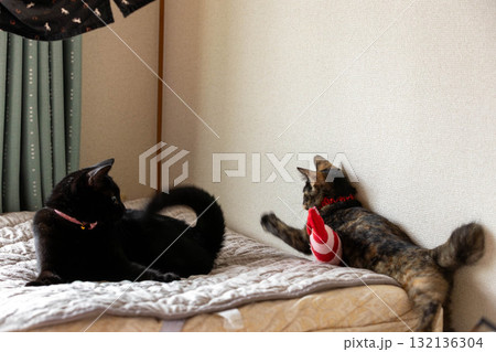 サビ猫と黒猫 サビ猫と黒猫 132136304