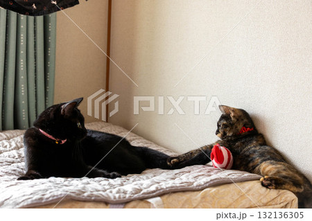 サビ猫と黒猫 132136305