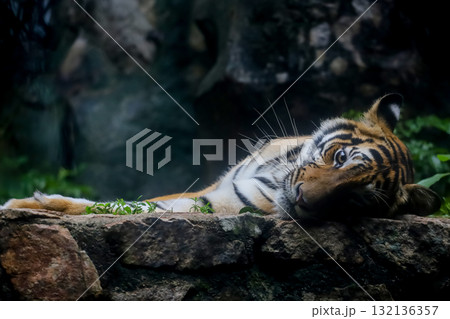 Close up Indochinese tiger is rest in forest 132136357