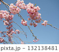 青空に映える桜 132138481