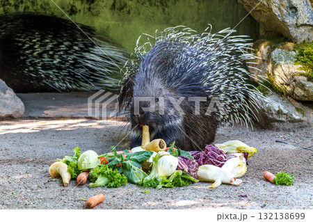 Indian crested Porcupine, Hystrix indica in a german nature park 132138699
