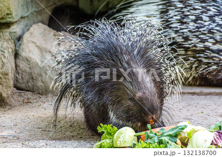 Indian crested Porcupine, Hystrix indica in a german nature park Indian crested Porcupine, Hystrix indica in a german nature park 132138700