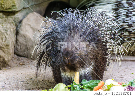 Indian crested Porcupine, Hystrix indica in a german nature park 132138701