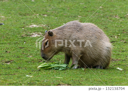 Capybara, Hydrochoerus hydrochaeris grazing on fresh green grass Capybara, Hydrochoerus hydrochaeris grazing on fresh green grass 132138704