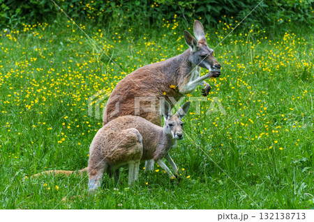 The red kangaroo, Macropus rufus is the largest of all kangaroos and the largest extant marsupial. 132138713
