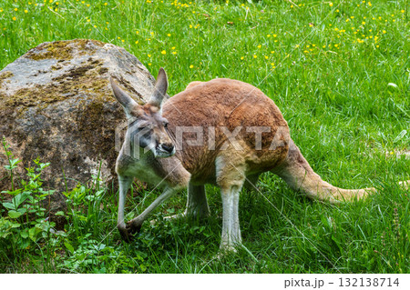 The red kangaroo, Macropus rufus is the largest of all kangaroos and the largest extant marsupial. The red kangaroo, Macropus rufus is the largest of all kangaroos and the largest extant marsupial. 132138714