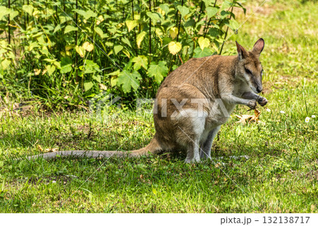 The agile wallaby, Macropus agilis also known as the sandy wallaby 132138717
