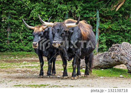 Heck cattle, Bos primigenius taurus or aurochs in a German park Heck cattle, Bos primigenius taurus or aurochs in a German park 132138718