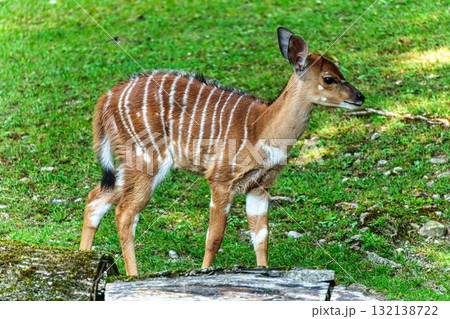 Baby Nyala Antelope - Tragelaphus angasii. Wild life animal. Baby Nyala Antelope - Tragelaphus angasii. Wild life animal. 132138722