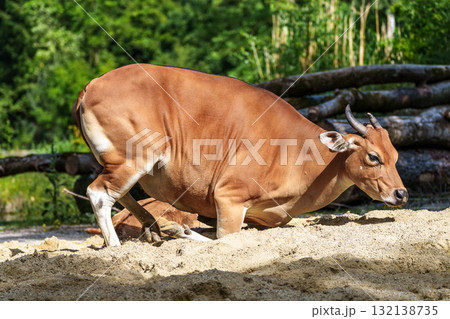 Banteng, Bos javanicus or Red Bull is a type of wild cattle. 132138735