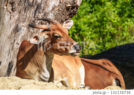 Banteng, Bos javanicus or Red Bull is a type of wild cattle. Banteng, Bos javanicus or Red Bull is a type of wild cattle. 132138736